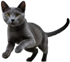 Sleek Russian Blue Cat