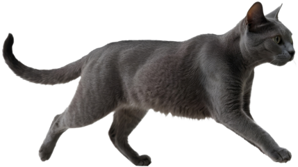 Sleek Russian Blue Cat