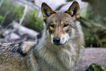 Fototapeta premium Wolf im Wald