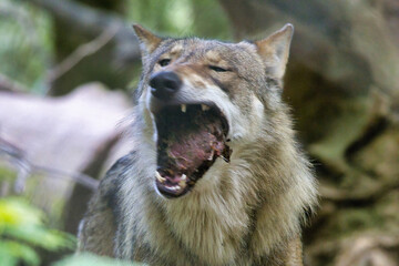 Fleischfressender Wolf im Wald
