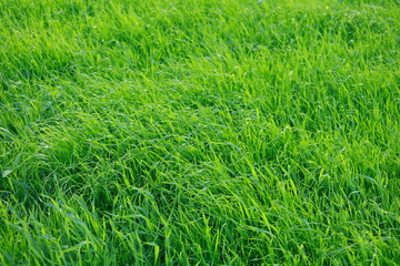green grass texture.Tender lawn grass