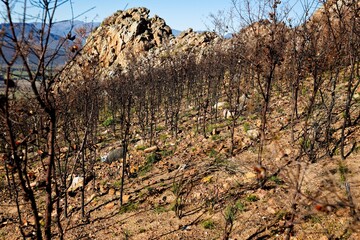 Scenes of plants destroyed by fire in the mountains around Worcester, Western Cape, South Africa