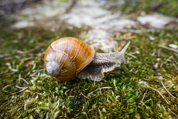 Snails in the garden on the grass. Big snail in the forest