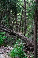 the forest of the mountain. Rocks nestled in between foliage, scene of a beautiful landscape of a woodland
