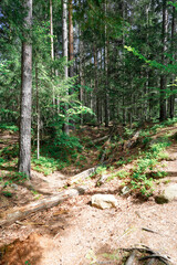 the forest of the mountain. Rocks nestled in between foliage, scene of a beautiful landscape of a woodland
