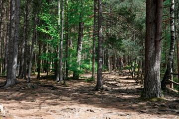 the forest of the mountain. Rocks nestled in between foliage, scene of a beautiful landscape of a woodland