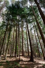 the forest of the mountain. Rocks nestled in between foliage, scene of a beautiful landscape of a woodland