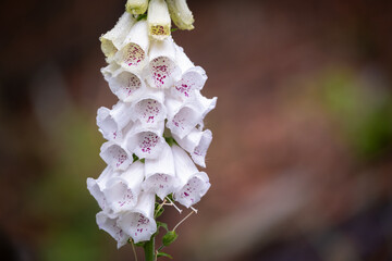 Foxglove (digitalis purpurea) flower in the nature. © Jaromír