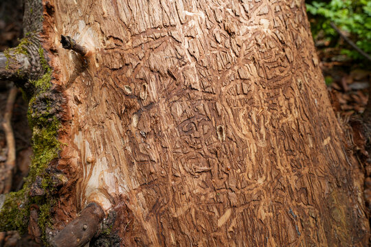 Woodworm tunnels pattern. Tree borer texture. Dead tree infested by larvas closeup. Infected tree on forest ground. Fallen broken tree macro. Pattern made by nature. Wood boring beetles environment.