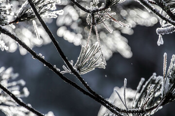Winter, snow, ice. Forest in winter.