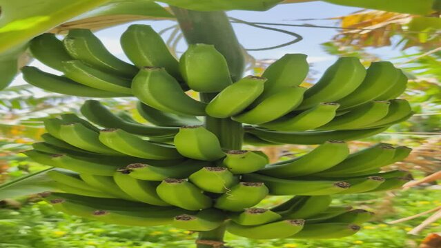 Banana tree with a big bunch of green babanas, Madeira Island, Portugal