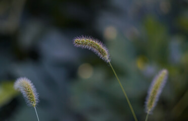 Barley stalks bent bke photo