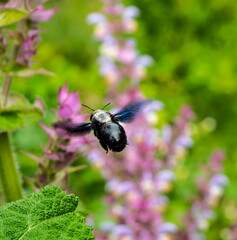 Purple carpenter bee or purple carpenter bumblebee. Xylocopa violacea.