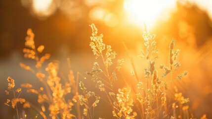 Warm golden hour light beams through wild grass, emphasizing a peaceful evening mood