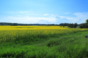 Obraz premium Landscape with yellow rape seed field. Summer day. Stockholm, Sweden, Scandinavia, Europe.