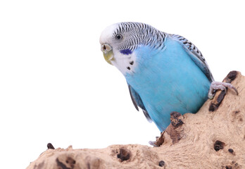 Bright parrot on wooden snag against white background. Exotic pet