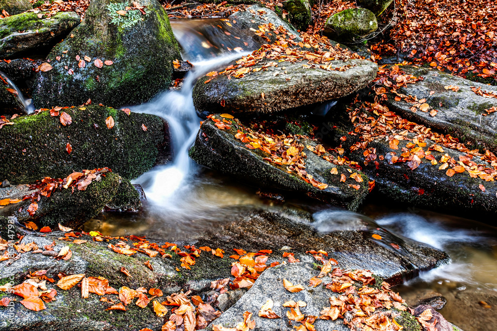 Wall mural Beautiful stream in mountain forest. Forest stream in autumn.