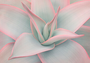 Agave leaves in trendy pastel colors for design backgrounds