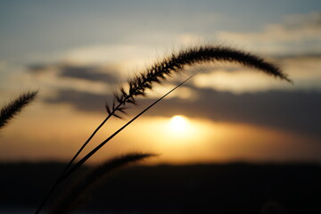 Beautiful sunset with pampas grass straw