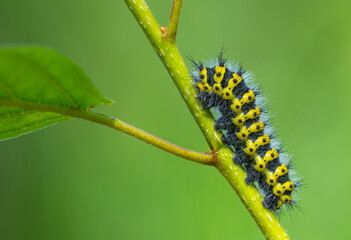 An eyecatching Caterpillar rests on a lush green Leaf in its original environment. Cerura vinula