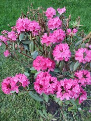 pink rhododendron
