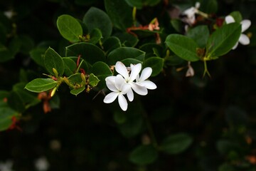 Blossoms of a Natal plum, Carissa macrocarpa