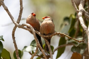 Pair of common waxbills, Estrilda astrild