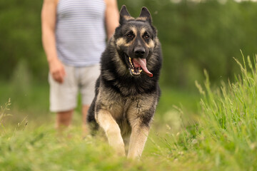 Beautiful purebred dog photographed outdoors in nature. Very beautiful German Shepherd enjoying life. Running german shepherd dog.