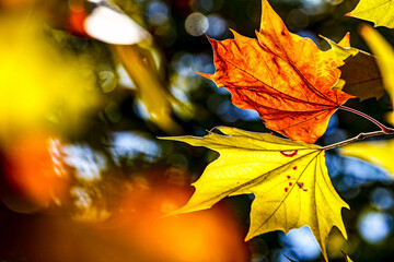Autumn Leaves. Colors of Autumn. Autumn in forest, leaves.