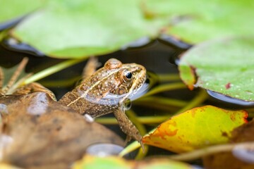 Perez's frog, Pelophylax perezi