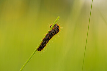 Black large caterpillar close-up. Large caterpillar in the grass on a green background.