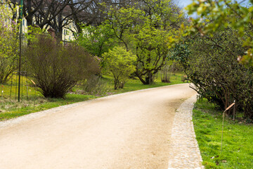 A gravel path in a park among lilac bushes.