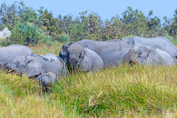 Elephant Herd Wallowing in a Waterhole © wildnerdpix