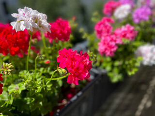 Beautiful vibrant pink red blooming geranium flowers in flower pot close up, floral wallpaper background with pink red geranium Pelargonium	