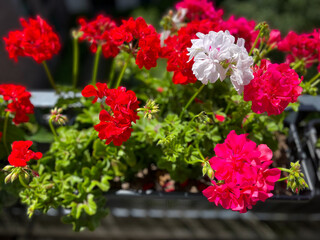 Beautiful vibrant pink red blooming geranium flowers in flower pot close up, floral wallpaper background with pink red geranium Pelargonium	