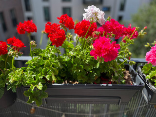 Beautiful vibrant pink red blooming geranium flowers in flower pot close up, floral wallpaper background with pink red geranium Pelargonium	