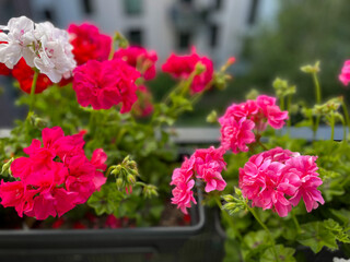 Beautiful vibrant pink red blooming geranium flowers in flower pot close up, floral wallpaper background with pink red geranium Pelargonium	