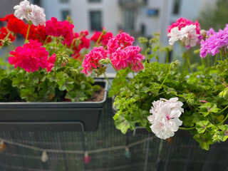 Beautiful vibrant pink red blooming geranium flowers in flower pot close up, floral wallpaper background with pink red geranium Pelargonium	