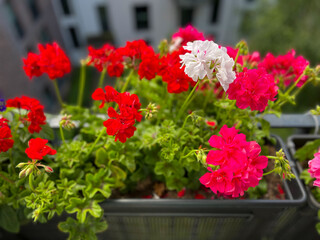 Beautiful vibrant pink red blooming geranium flowers in flower pot close up, floral wallpaper background with pink red geranium Pelargonium	