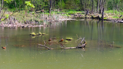 Khimka river in Moscow, Russia