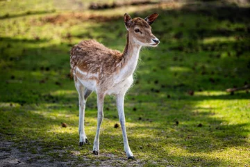 Rehkitz im Wald  © ALEXANDER