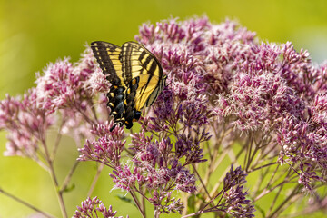 The Eastern Yellow Swallowtail is  Butterfly native to eastern North America, state insect of Virginia.