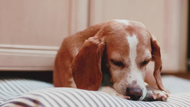 beagle dog licking its paw