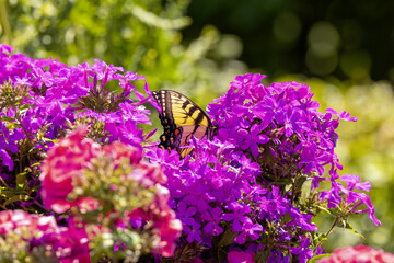 The Eastern Yellow Swallowtail is  Butterfly native to eastern North America, state insect of Virginia.