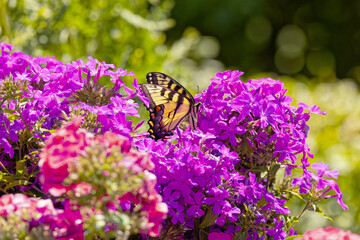 The Eastern Yellow Swallowtail is  Butterfly native to eastern North America, state insect of Virginia.