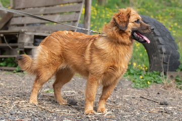 Dog training in a specially equipped dog walking area.It has a collar and a leash.Life with a dog.