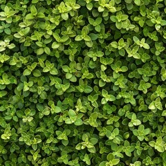 Marjoram texture background, fresh green oregano pattern, Origanum majorana banner, marjoram