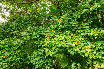 Jua, Brazilian tropical fruit. Juazeiro tree with fruits.