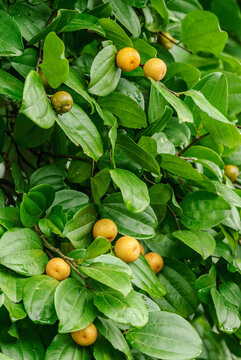Jua, Brazilian tropical fruit. Juazeiro tree with fruits.