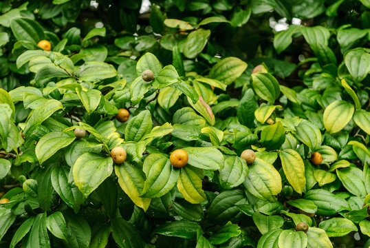 Jua, Brazilian tropical fruit. Juazeiro tree with fruits.